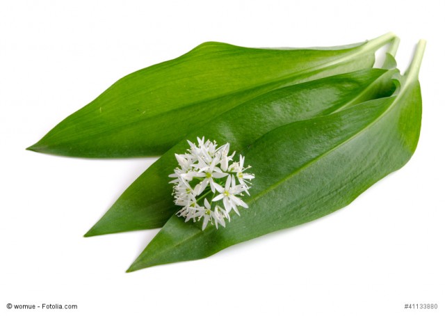 Bärlauchblätter und -blüten