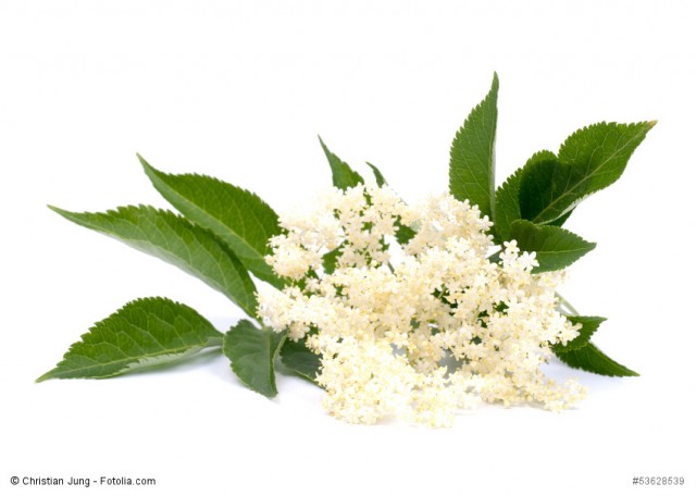 Holunderblüten