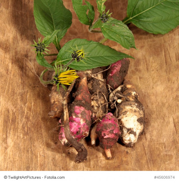 Wurzeln mit Heilwirkung