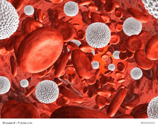 Blutkreislauf
