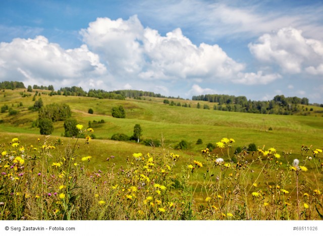 Kräutersammeln im August