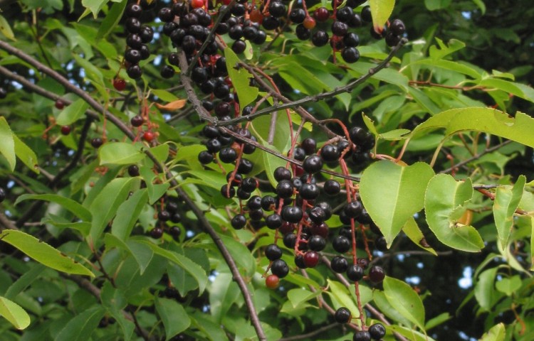 Traubenkirsche HeilkräuterInfos