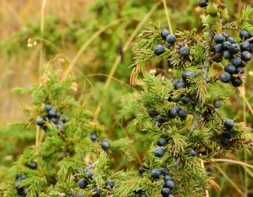 Wacholderkur nach Kneipp, Wacholder, Wacholderbeeren