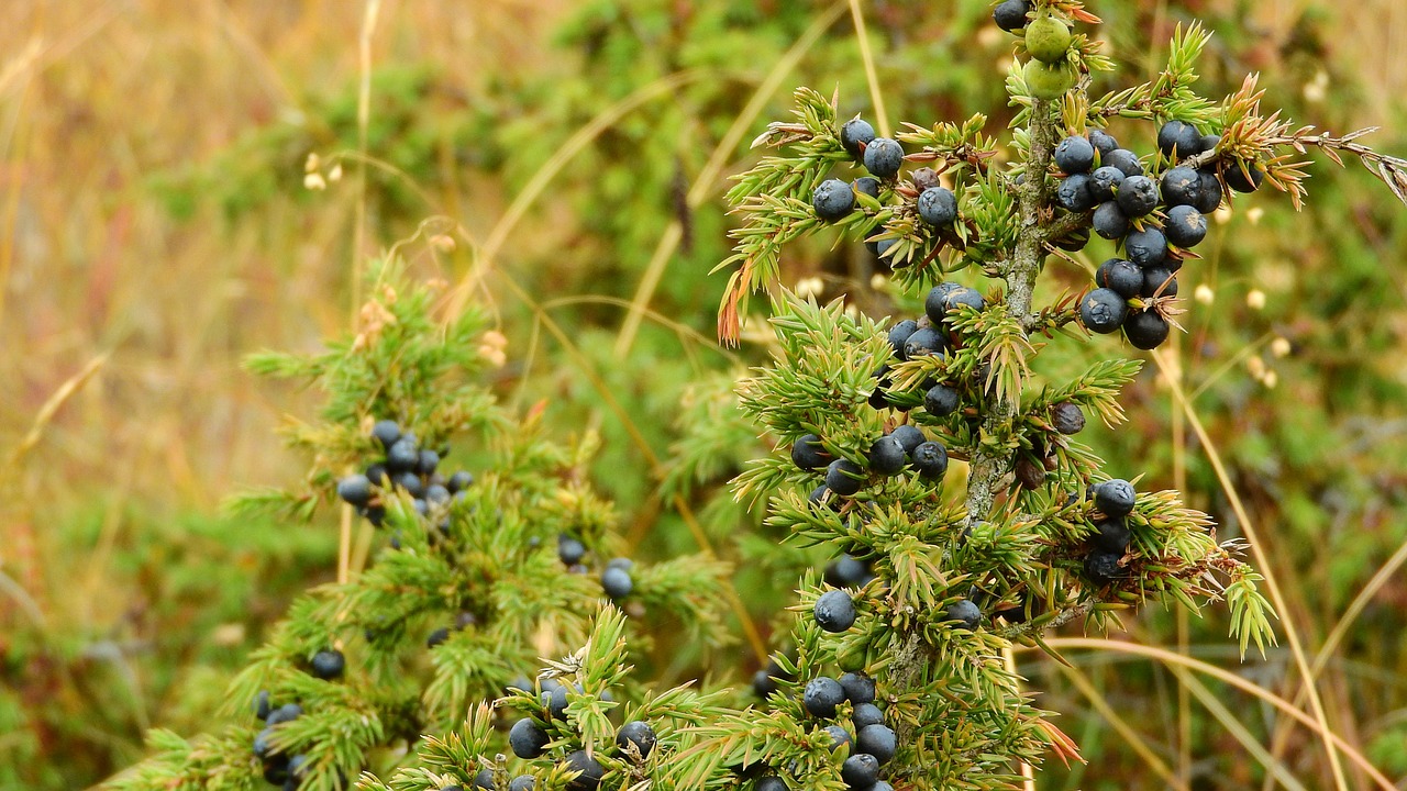 Wacholderkur nach Kneipp, Wacholder, Wacholderbeeren