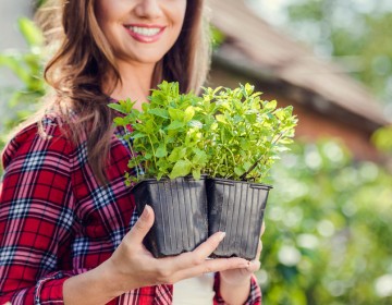 Frauen, Garten, Kräuter