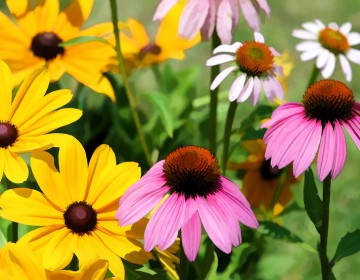 Echinacea, Sonnenhut