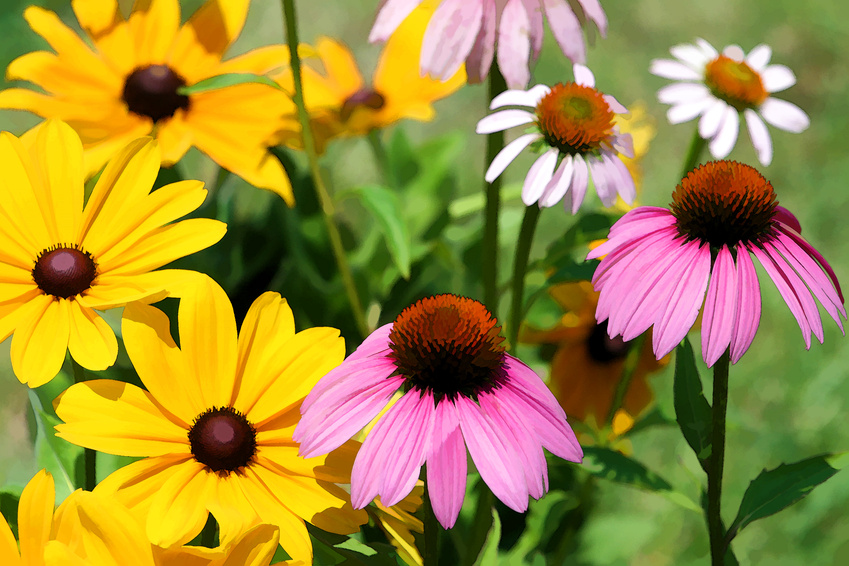 Echinacea, Sonnenhut