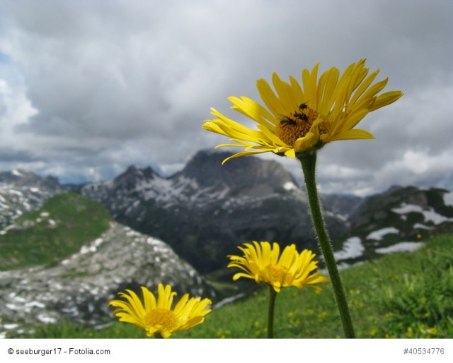 Arnika, Arnica montana