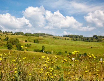 Sammelkalender für Heilkräuter, Wildkräuter, Heilpflanzen und Früchten