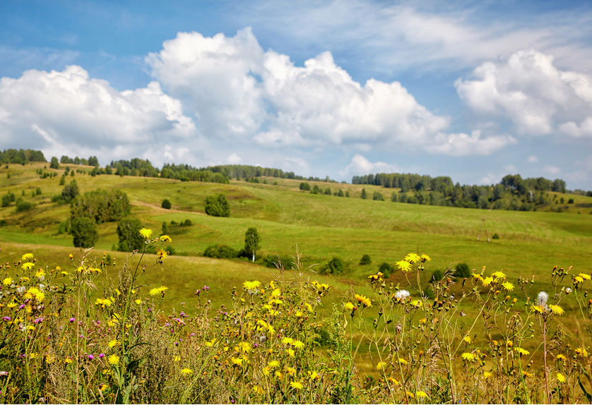 Sammelkalender für Heilkräuter, Wildkräuter, Heilpflanzen und Früchten