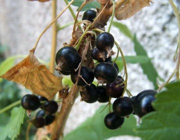 Aalbeere, schwarze Johannisbeere