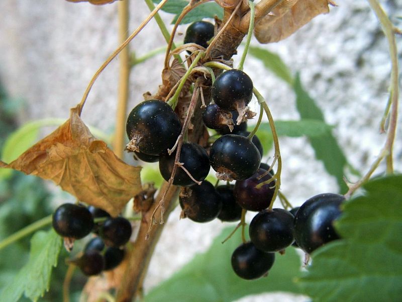 Aalbeere, schwarze Johannisbeere