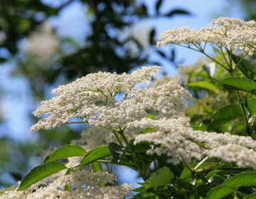 Holunder, Holunderblüten