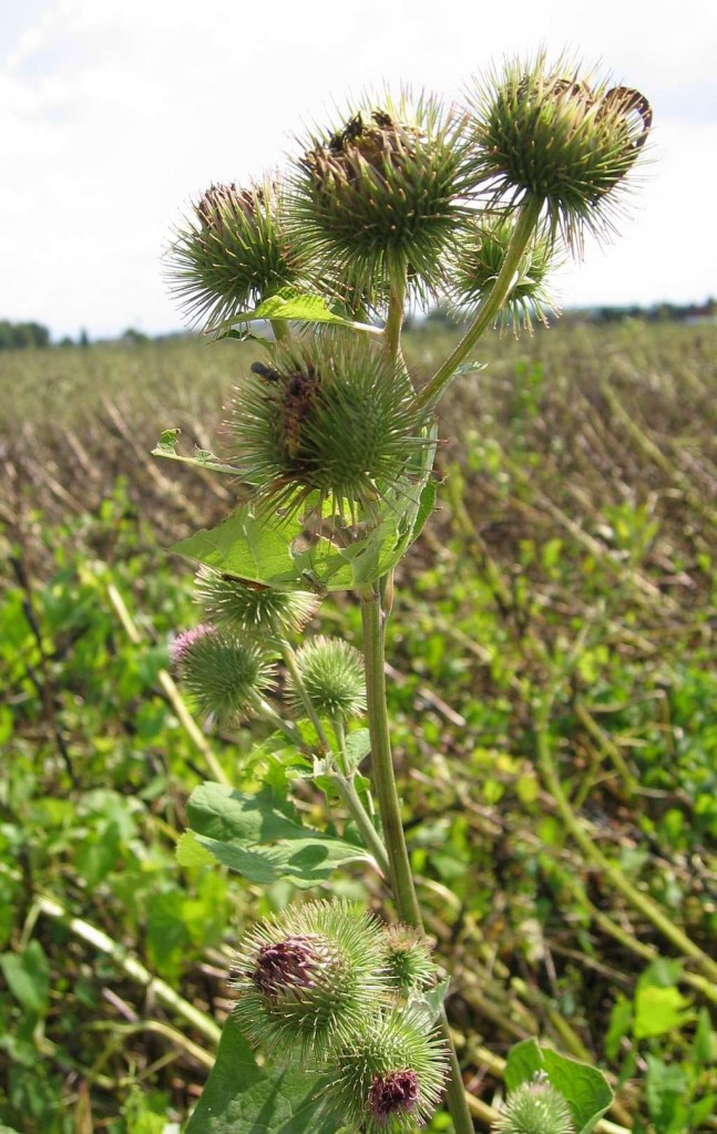 Klette - Heilkräuter-Infos :Heilkräuter-Infos