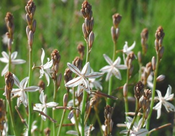 Affodil