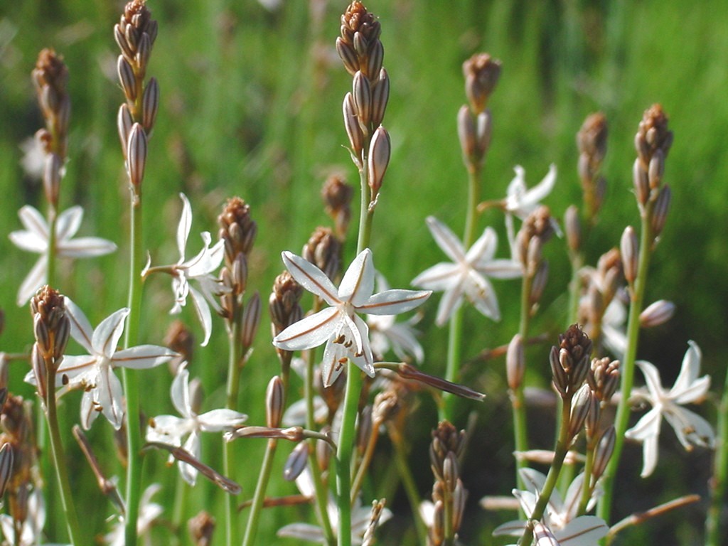 Affodil