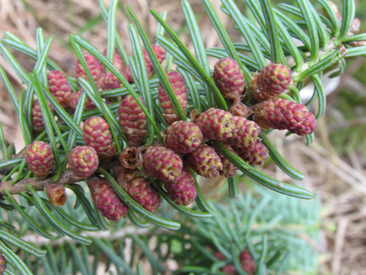 Balsamtannenzapfen