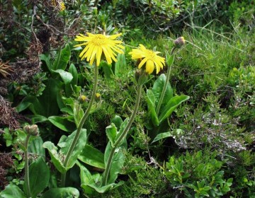 Arnica