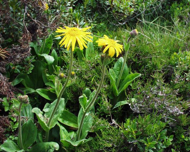 Arnica