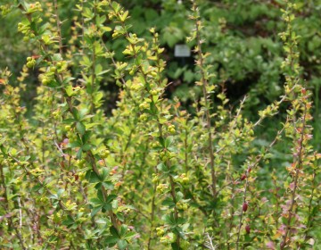 Berberis