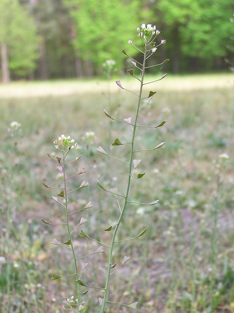 Blutkraut, Hirtentäschlein, Hirtentäschel