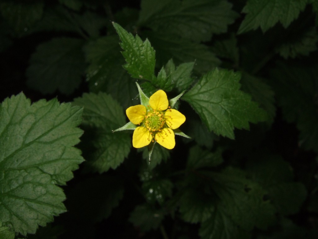 Geum HeilkräuterInfos HeilkräuterInfos