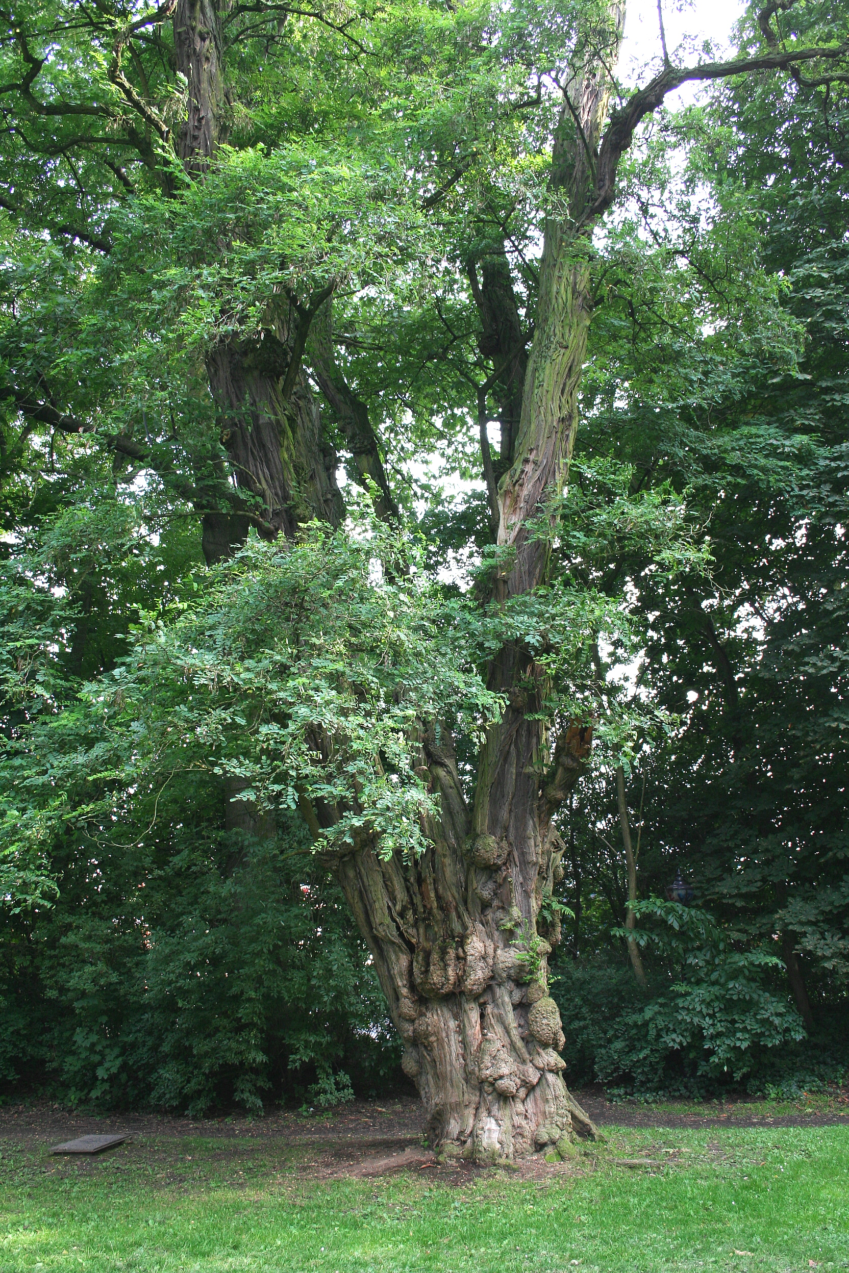 Akazienbaum