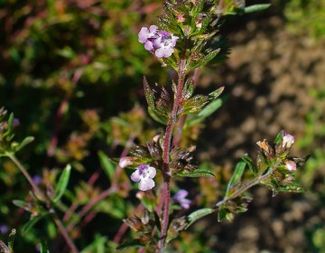 Sommer-Bohnenkraut