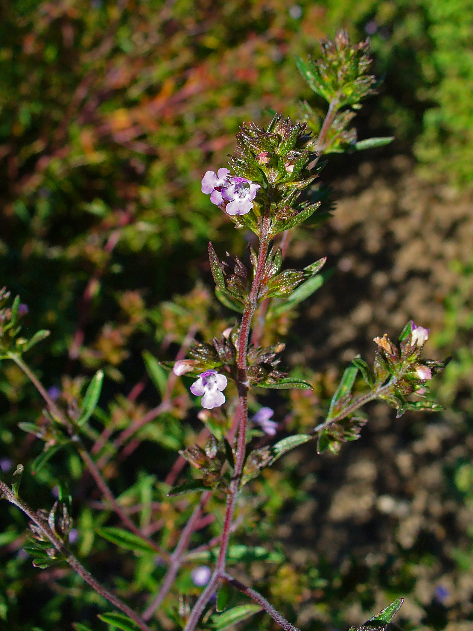 Sommer-Bohnenkraut