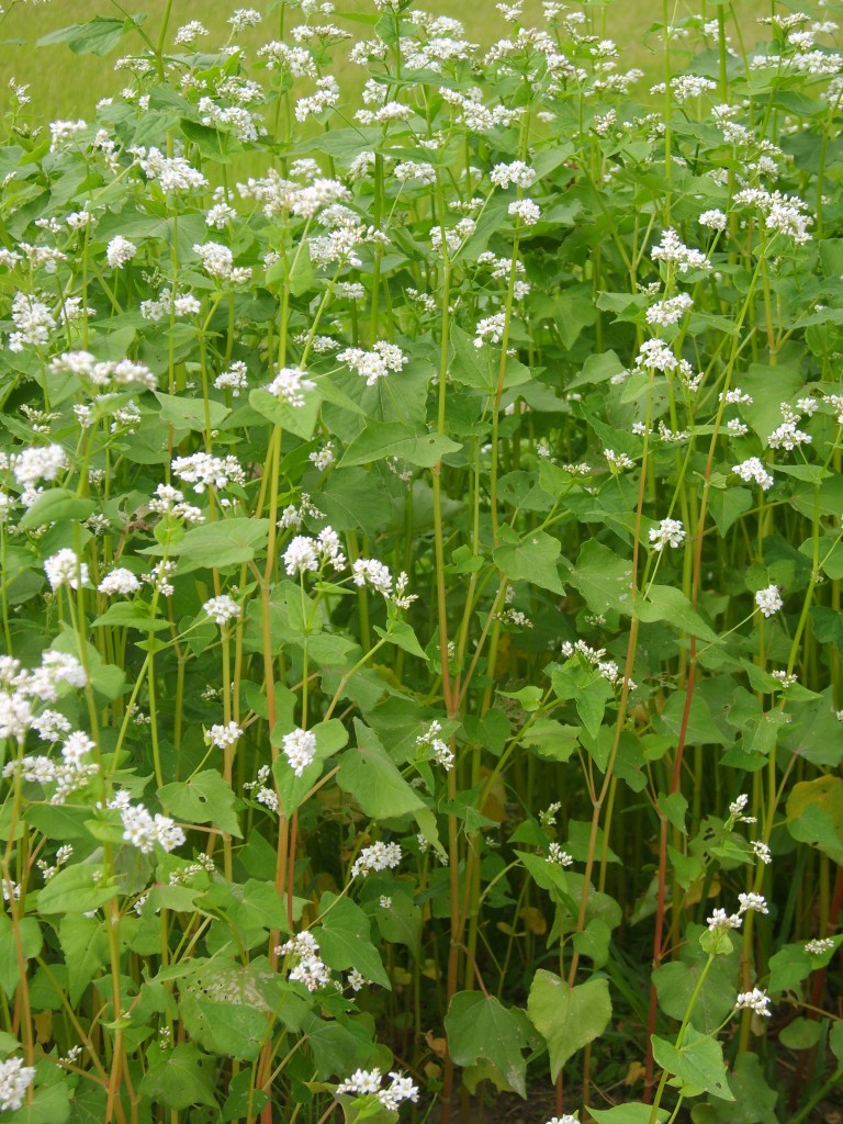 Buchweizen - Heilkräuter-Infos :Heilkräuter-Infos