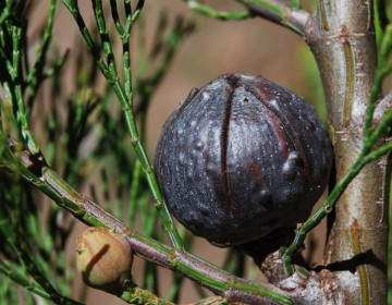 Zapfen Schmuckzypresse (Callitris preissii)