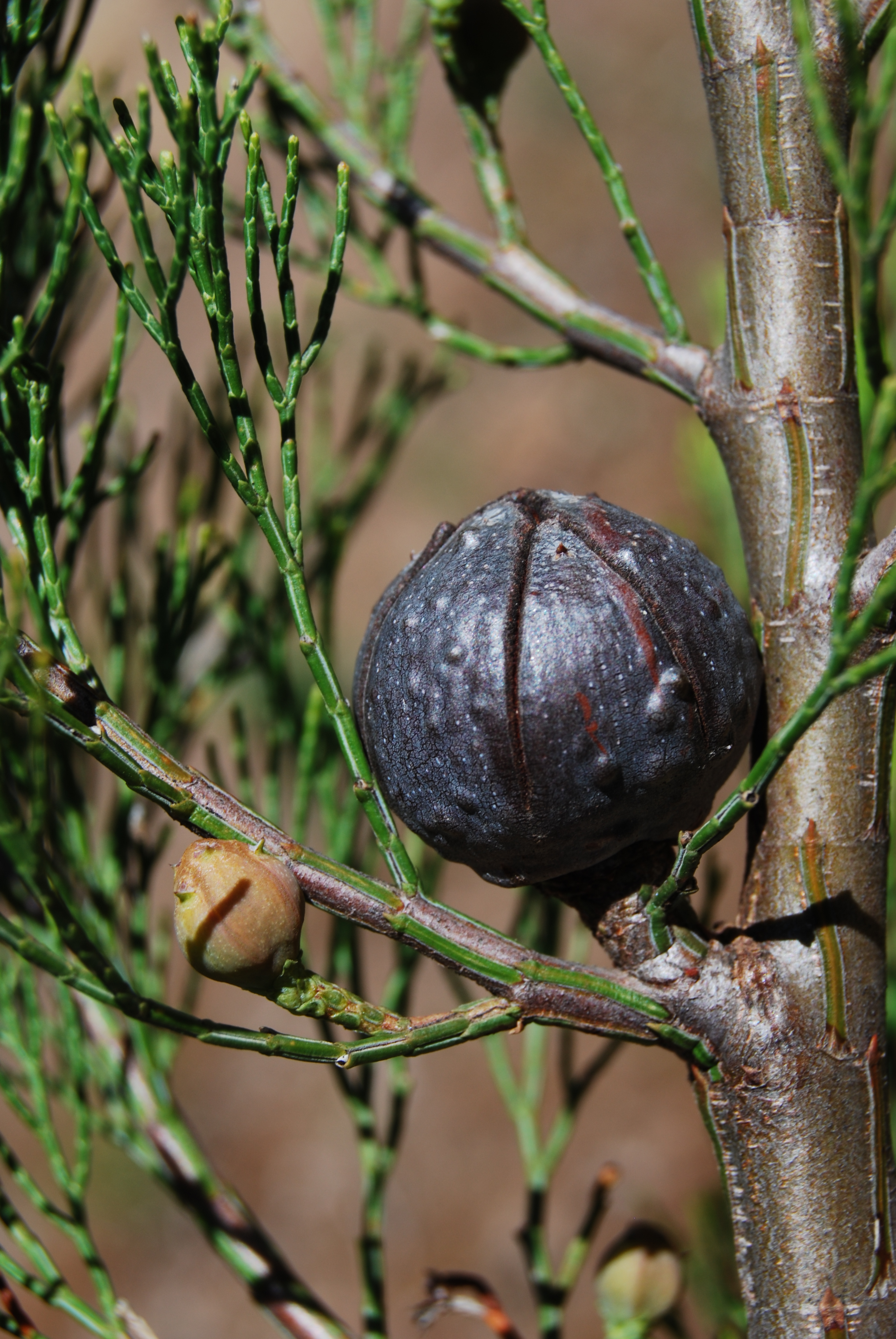 Zapfen Schmuckzypresse (Callitris preissii)