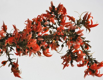 Butea monosperma