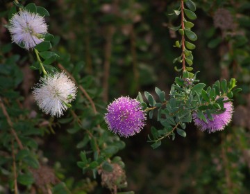 Insel-Myrtenheide (M. nesophila)