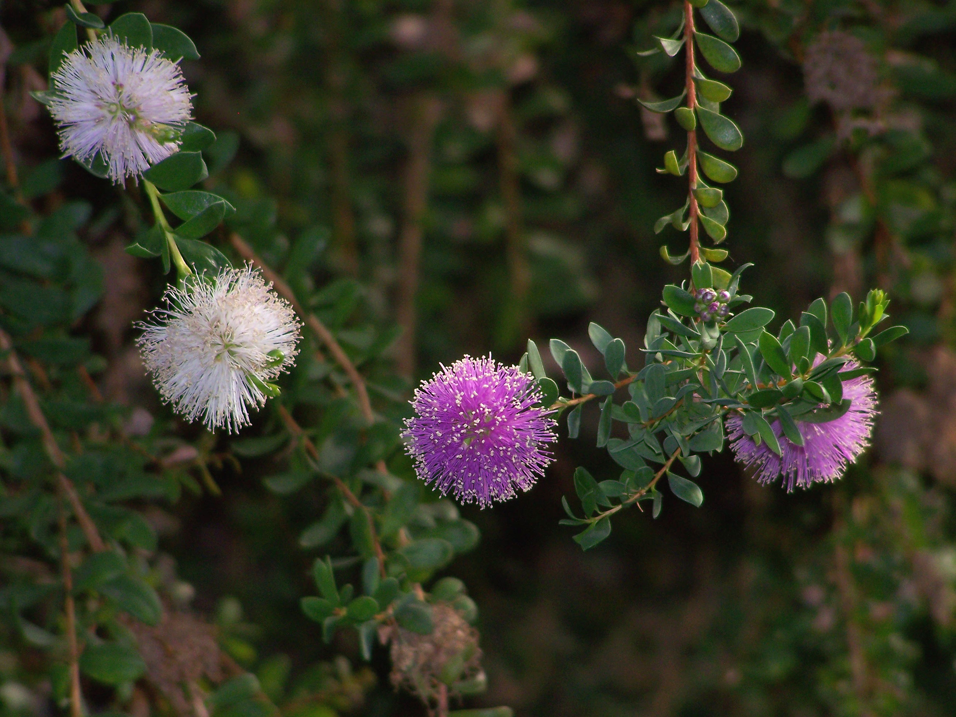 Insel-Myrtenheide (M. nesophila)