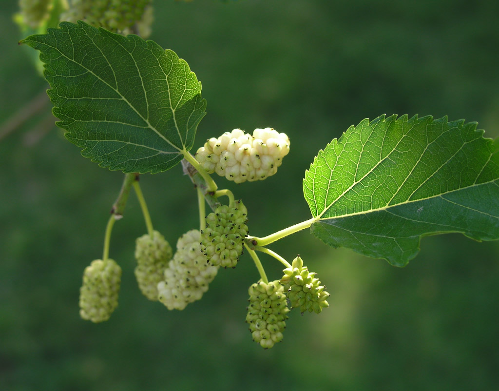 Frucht der weißen Maulbeere