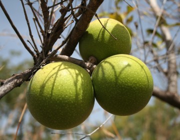 Brechnuss-Frucht