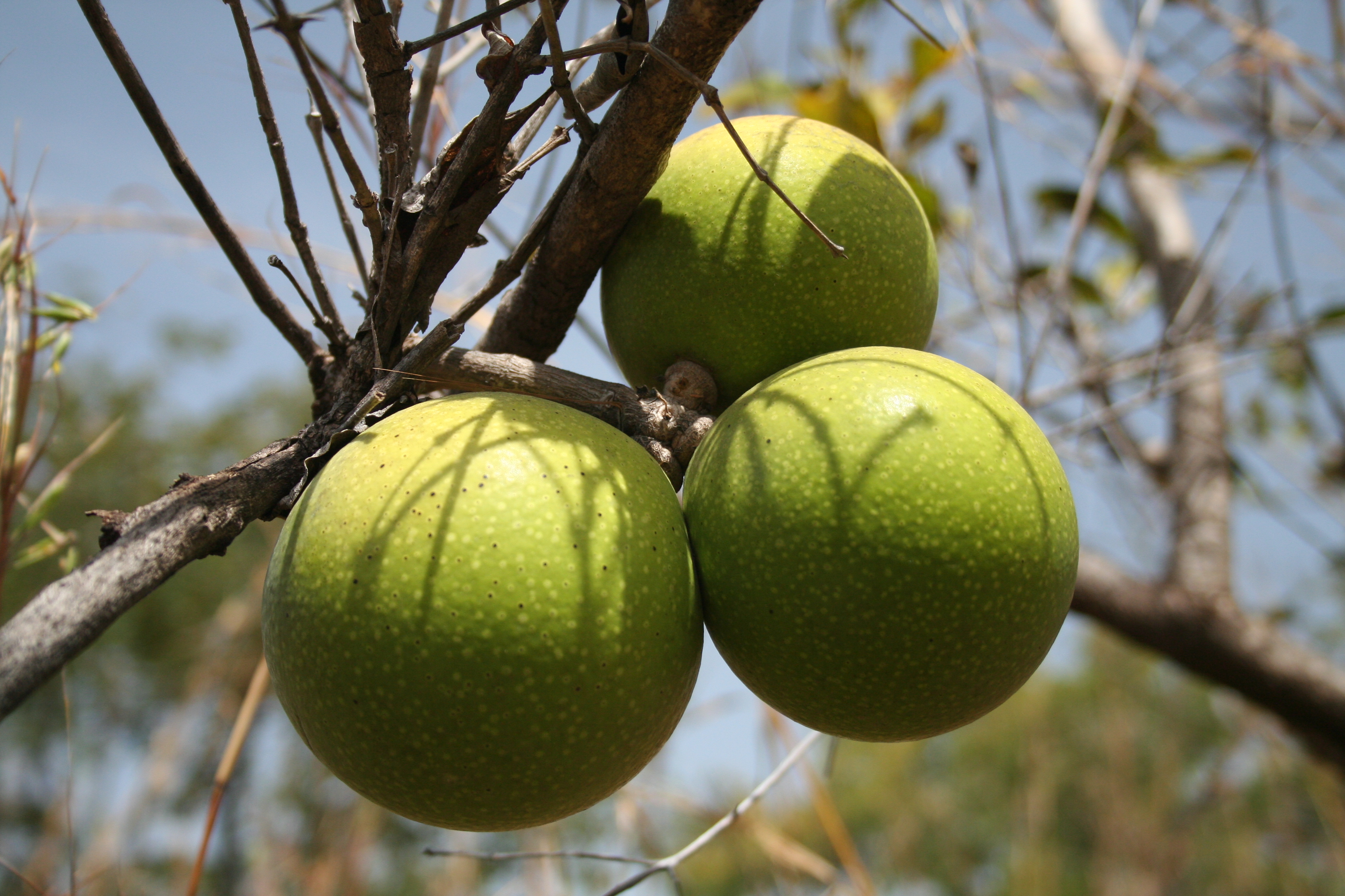 Brechnuss-Frucht