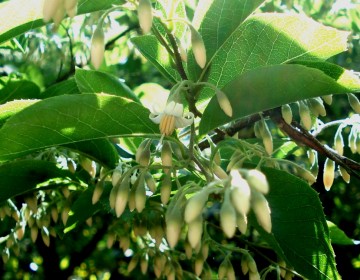 Blüten und Knospen des Styrax dasyanthus