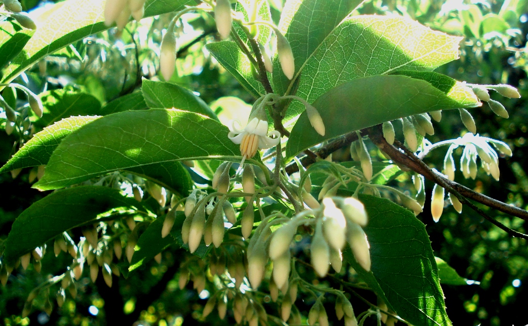 Blüten und Knospen des Styrax dasyanthus