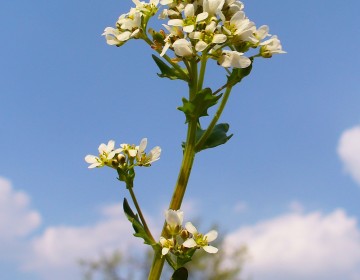 Gebräuchliches Löffelkraut