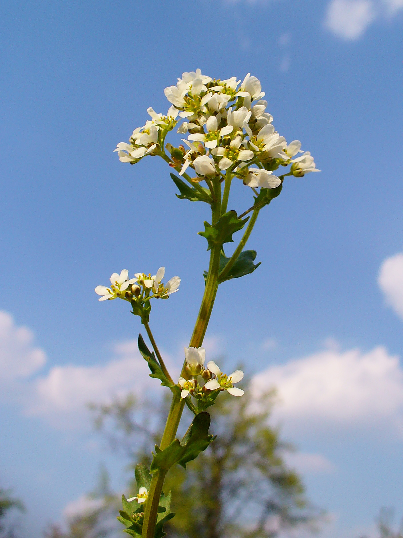 Gebräuchliches Löffelkraut