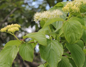 Cornus alternifolia