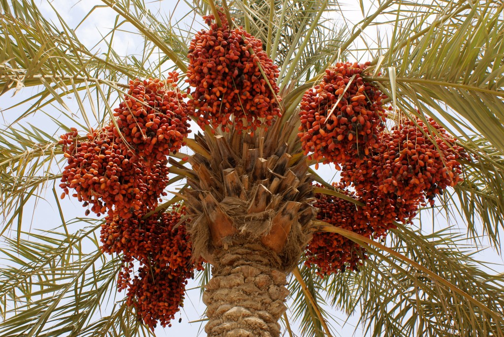 Dattelbaum, Dattelpalme Altes und traditionelles Wissen Heilkräuter