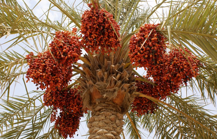 Dattelbaum, Dattelpalme Altes und traditionelles Wissen