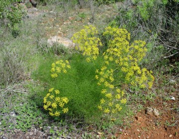 Fenchel