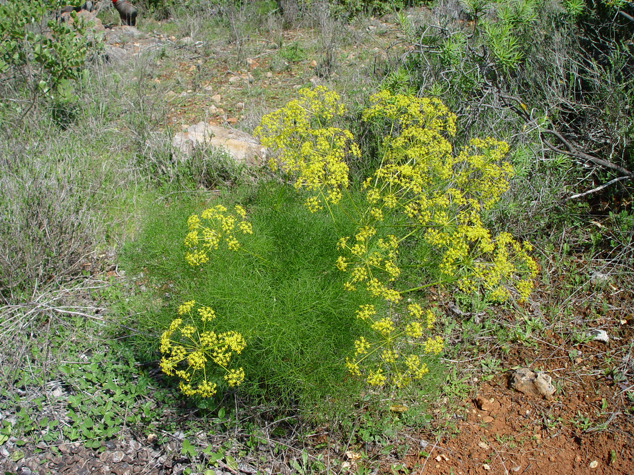 Fenchel