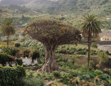 Kanarischer Drachenbaum