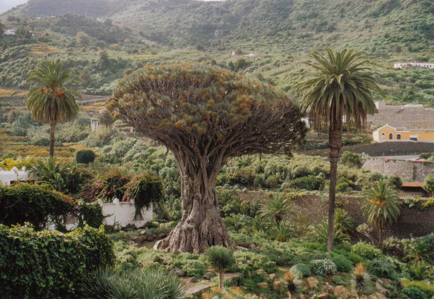 Kanarischer Drachenbaum