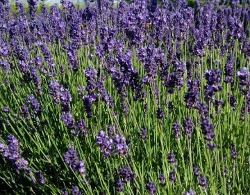 Lavendel